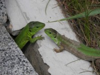 /album/foto-zhivotnyj-mir/vysota-koneva-081-jpg/